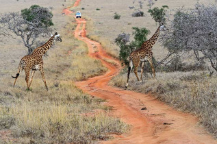 Kenya - Tsavo ©Shutterstock, eduard kyslynskyy