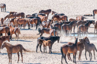 Namibie - Aus - Chevaux du désert ©Shutterstock, Grobler Du Preez