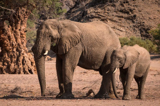 Namibie - Damaraland, Elephants ©Shutterstock, Janelle Lugge