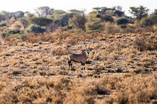 Namibie - Désert du Kalahari - Excursion dans la réserve du Kalahari Anib Lodge