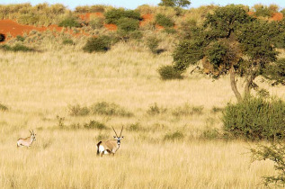 Namibie - Désert du Kalahari - Excursion dans la réserve du Kalahari Anib Lodge