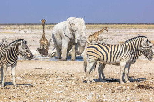 Namibie - Parc national d'Etosha - ©Shutterstock, Benny Marty