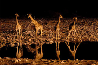 Namibie - Parc national d'Etosha - Safari de nuit