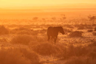Namibie - Sud Namibien - Aus ©Shutterstock, Carol Taylor