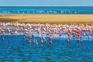 Namibie - Swakopmund - Flamants roses ©Shutterstock, Kavram