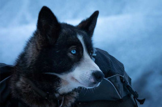 Norvège - Circuit Nuit insolite, husky et aurores boréales © Hakon Daae Brensholm