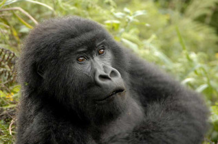Rwanda - Gorilles du parc des Volcans
