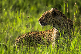 Tanzanie - Léopard ©Shutterstock, Hsrana