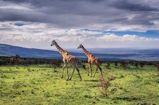 Kenya - Serengeti ©Shutterstock, kanokratnok