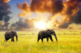 Tanzanie - Serengeti ©Shutterstock, oleg znamenskiy