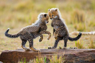 Tanzanie - Serengeti ©Shutterstock, gudkov andrey