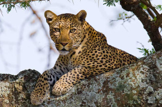 Tanzanie - Serengeti © Shutterstock, gudkov andrey