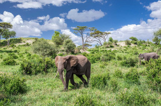Tanzanie - Tarangire National Park ©Shutterstock, Kanokratnok