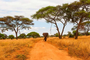 Tanzanie - Parc national Tarangire © Shutterstock, hannes thirion