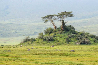 Tanzanie - Tarangire National Park ©Shutterstock, Milanovic