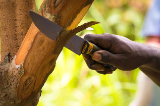 Tanzanie - Zanzibar - Visite guidée à la découverte des épices de Zanzibar ©Shutterstock, Ciprian23