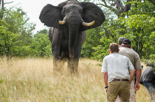 Zimbabwe - Hwange - Camp Hwange