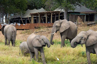 Best of Zimbabwe en version luxe - Mana Pools - Ruckomechi Camp