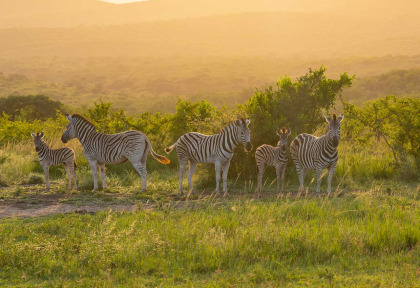 Afrique du Sud - Hluhluwe ©Shuterstock, Shdrohnenfly