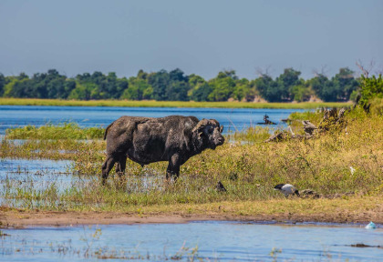 Botswana - Parc national de Chobe, Buffle ©Shutterstock, Kavram