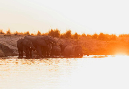 Botswana - Croisière sur la Rivière Chobe - Zambezi Queen Collection
