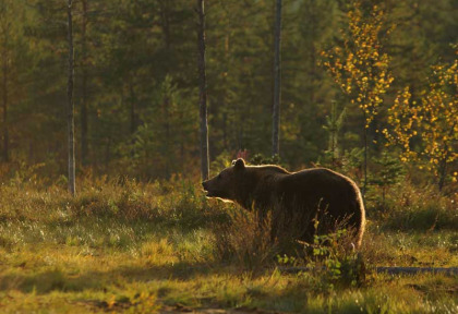 Finlande - Circuit focus ours et gloutons