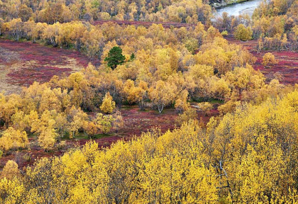 Finlande - Circuit Rennes, élans, ours et couleurs d'automne