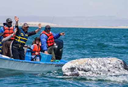 Mexique - Basse Californie - Baja Expeditions - Baja Ultimate Whales