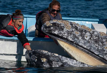 Mexique - Basse Californie - Baja Expeditions - San Ignacio Lagoon