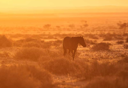 Namibie - Aus  - Chevaux du désert ©Shutterstock, Carol taylor