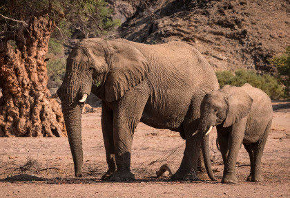 Namibie - Damaraland - Palmwag Campsite ©Gondwana Collection