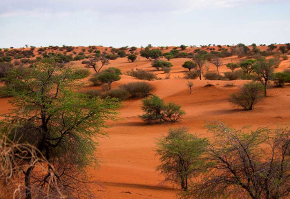 Namibie - Désert du Kalahari ©Shutterstock, BC Cornelia