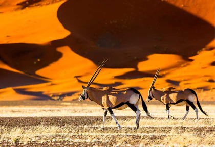 Namibie - Namib Naukluft - Oryx - ©Shutterstock, Radek Borovka