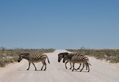 Namibie - Parc national d'Etosha - Zèbres ©Hors Pistes