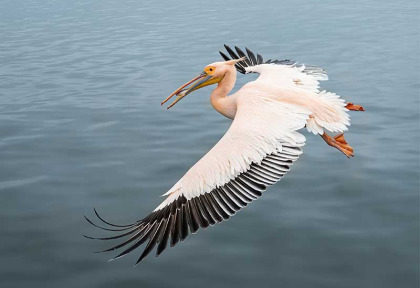 Namibie - Grand Pelican blanc ©Shutterstock, Tomas Drahos