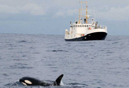 Croisière Orques en Norvège © Nils Aukan