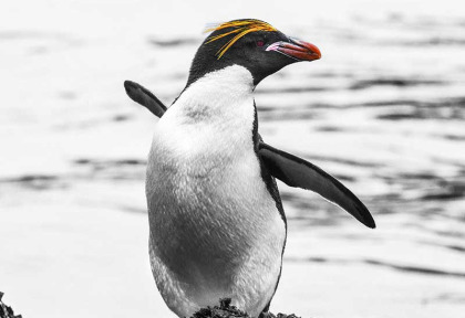 Croisières PONANT - Antarctique - La Grande Aventure © Studio Ponant, Morgane Monneret