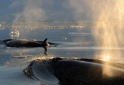 Croisières PONANT - Antarctique - Nature Sauvage entre Argentine et îles Falkland © Studio Ponant