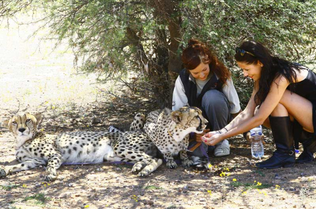 Afrique du Sud -Karoo - Inverdoorn Game Reserve