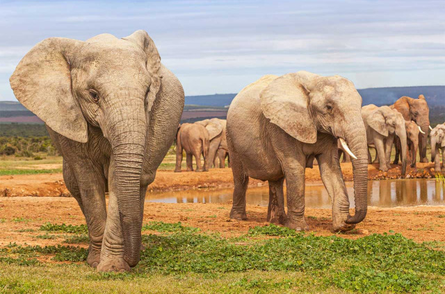 Afrique du Sud - Parc national Addo Elephant- ©Jenman African Safaris