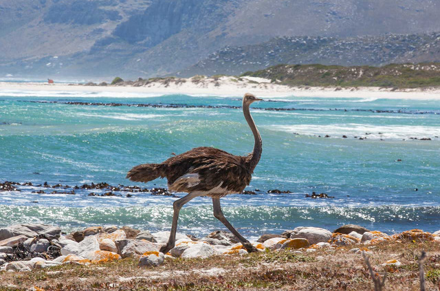 Afrique du Sud - Cape Town ©Shutterstock, Aqua Images