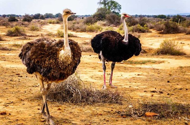 Afrique du Sud - Oudtshoorn - Autruches - ©Shutterstock, Harry Beugelink