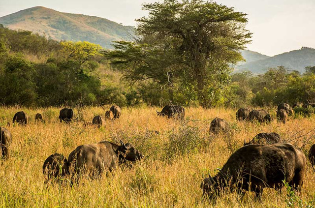 Afrique du Sud - Parc national Hluhluwe Imfolozi- ©Shutterstock, Lukasz Nycz