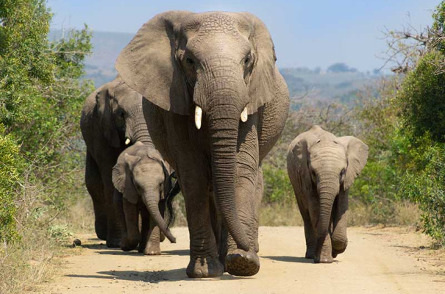 Afrique du Sud - Kwazulu Natal  -Parc national de Hluhluwe-Imfolozi - ©Shutterstock, Papaya Cosmos