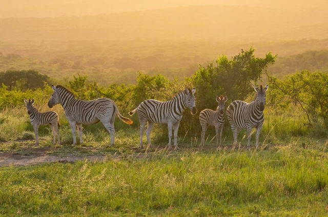 Afrique du Sud - Hluhluwe ©Shuterstock, Shdrohnenfly