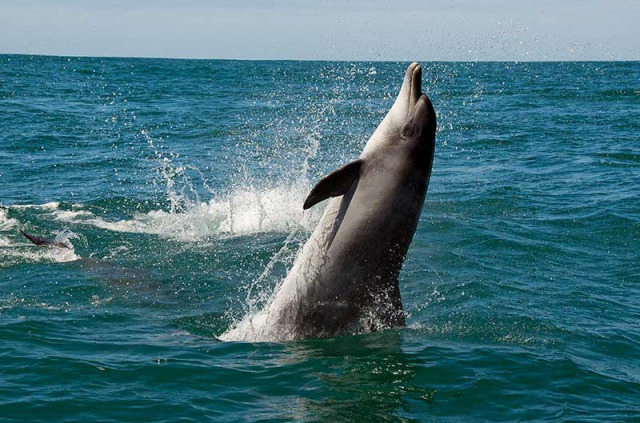 Afrique Du Sud - Knysna - Eco Marine Tour - ©Océan Odyseey