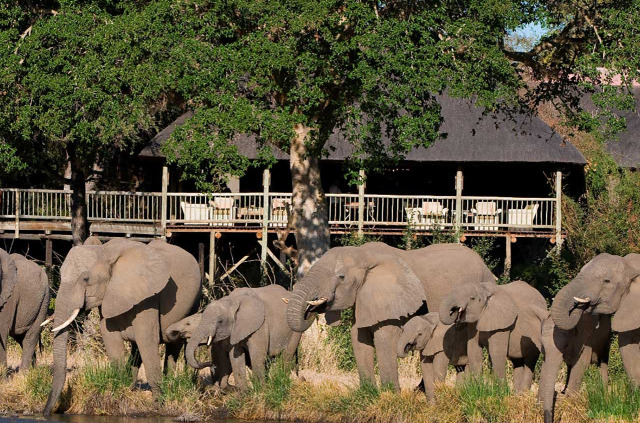 Afrique du Sud - Sabi Sabi Private Game Reserve - Sabi Sabi Selati Camp