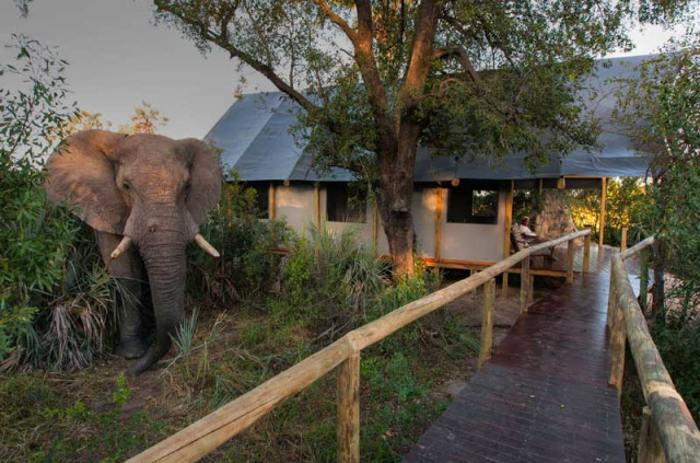 Botswana - Delta de l'Okavango - Wilderness Safaris - Chitabe Lediba © Dave Hamman