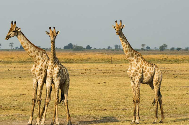 Botswana - Parc national de Chobe - Chobe Game Lodge