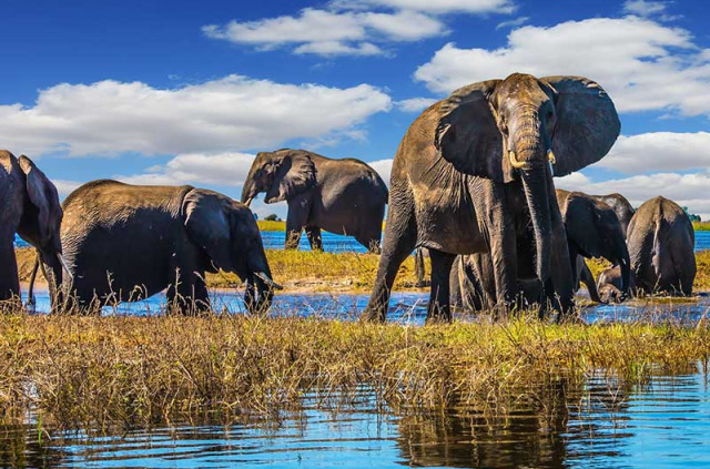 Botswana - Parc national de Chobe - ©Shutterstock, Kavram